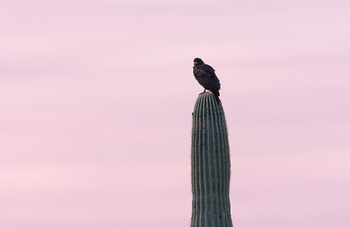 scottsdale arizona harrisshawk dawn perching cactus saguaro latigotrail mcdowellsonoranpreserve desert sonorandesert pink bird wildlife