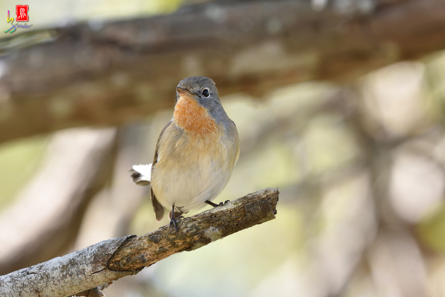 Red-breasted_Flycatcher_6135