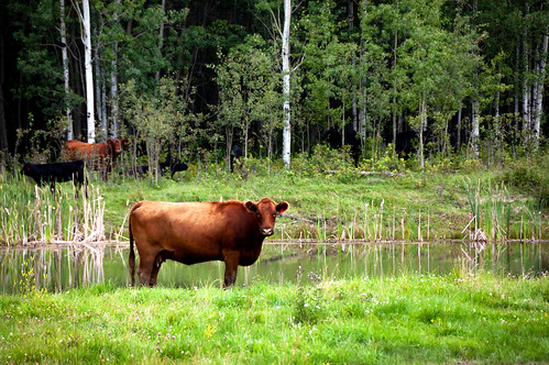 posing beef cattle animal アルバータ州 alberta canada カナダ 8月 八月 葉月 hachigatsu hazuki leafmonth 2019 reiwa summer august