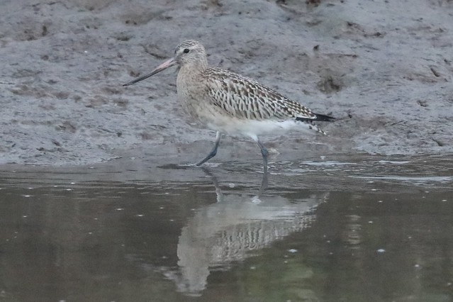 Bar-tailed Godwit (limosa lapponica)