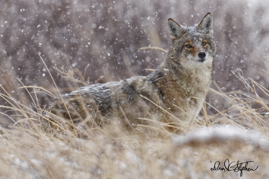 Coyote Glances My Way In Fluffy Snow