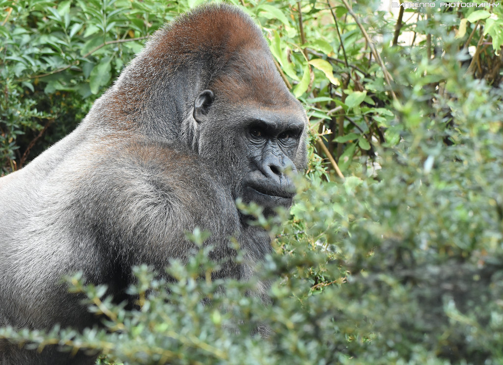 Gorilla - Zoo Amneville