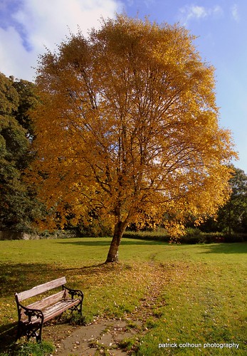 swanspark buncrana donegal ireland inishowen nature landscape autumn tree