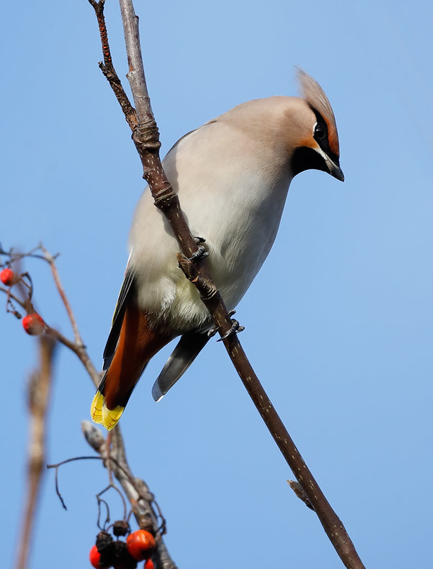 Waxwing [ would not come out of the tree branches]