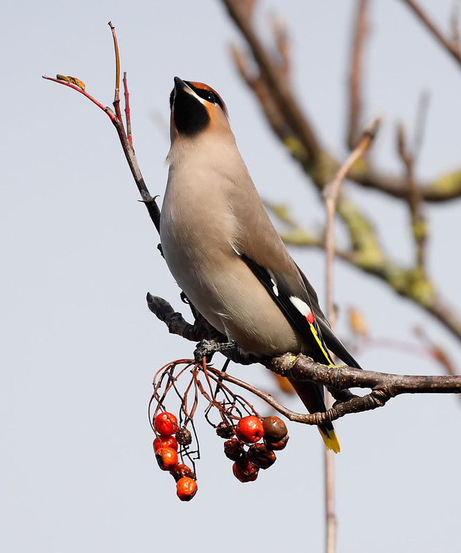 Waxwing [ would not come out of the tree branches]