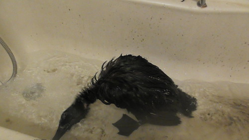 Drake in bath Nov 19 (2)
