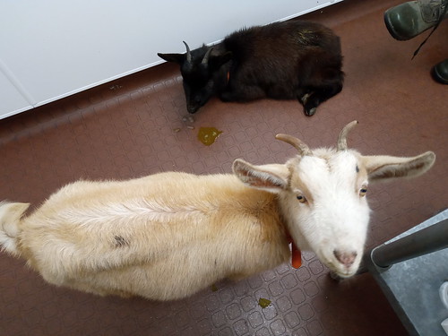 goat kids at vet Nov 19 (2)
