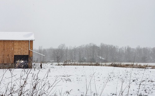 westernisabellacounty michigan snow photo fields farmcounty amish cow barn