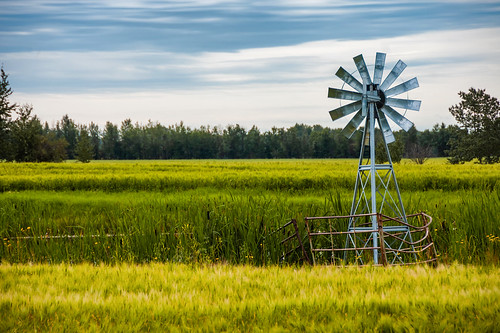 windmill pond アルバータ州 alberta canada カナダ 8月 八月 葉月 hachigatsu hazuki leafmonth 2019 reiwa summer august