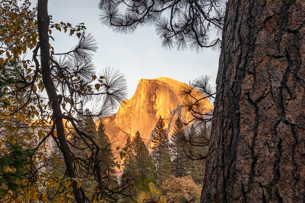 Ponderosa Framing | Yosemite Valley, California A view of ...