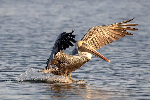 outdoor seaside dennis adair shore sea sky water nature wildlife 7dm2 7d ii ef100400mm ocean canon florida bird landing pelican