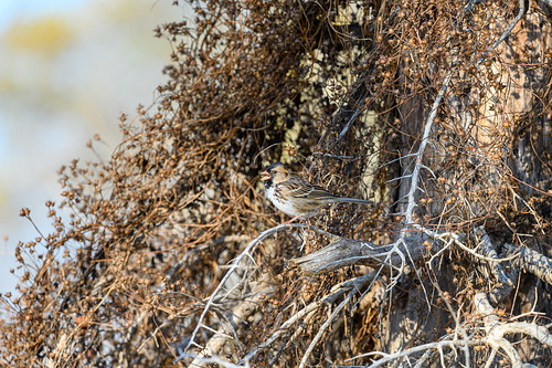 hagermannationalwildliferefuge hagermannwr harrisssparrow bird nature landscape fall texas 2019 sigma150600