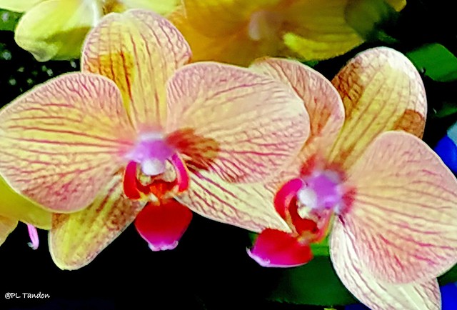 Purple striped moth orchid