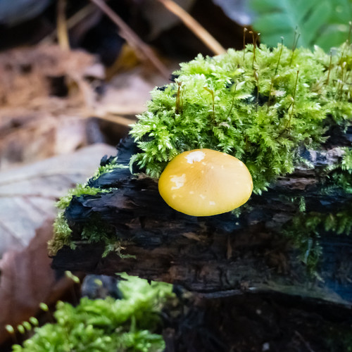 Yellow shield fungus, Himley Plantation