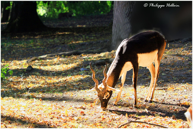 antilope  cervicapre © Mr