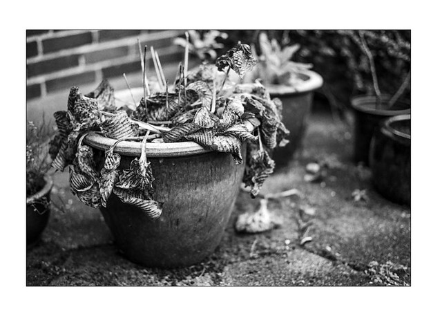 Potted plant in the autumn