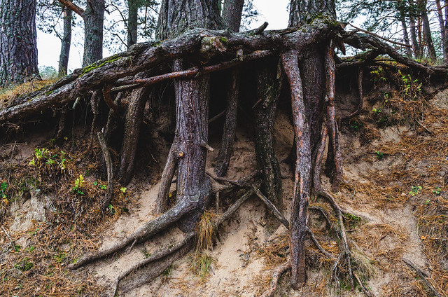 Tree roots in the forest.