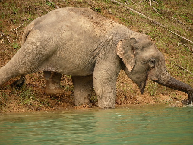 Elefant im Khao Sok Nationalpark Thailand