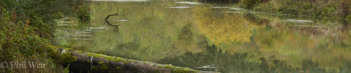 Reflections | by pipweir1924