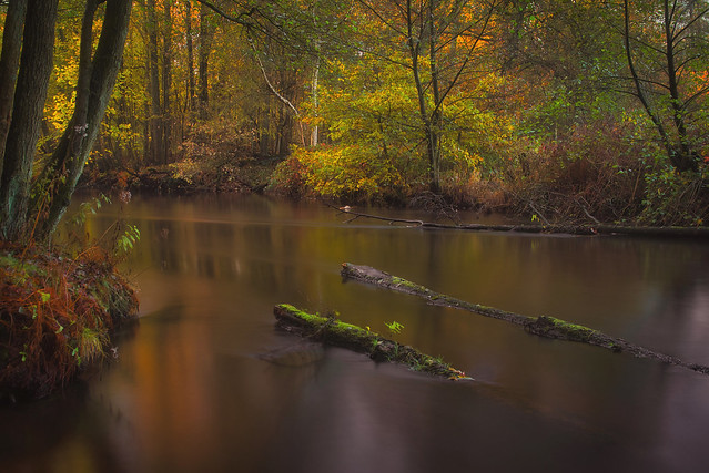 Herbstimpression am Fluß