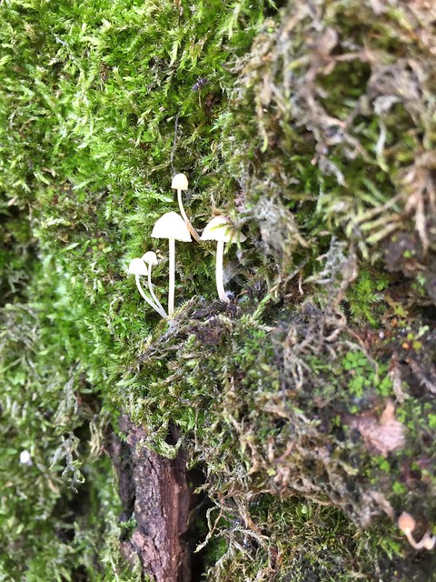 small mushroom on the birch tree
