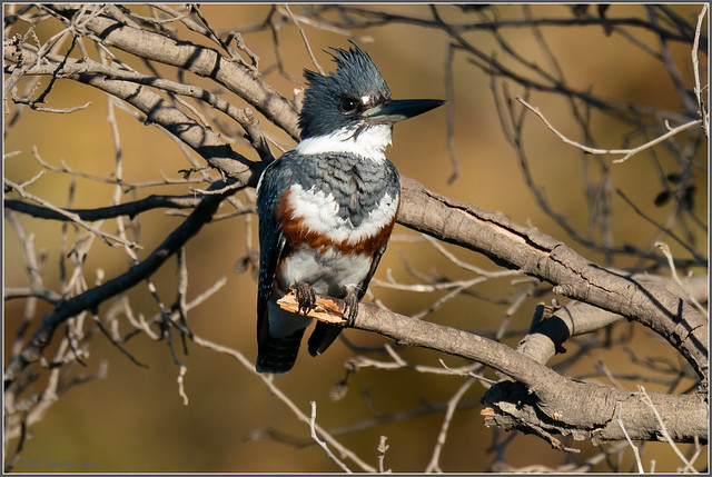 Belted Kingfisher 0834