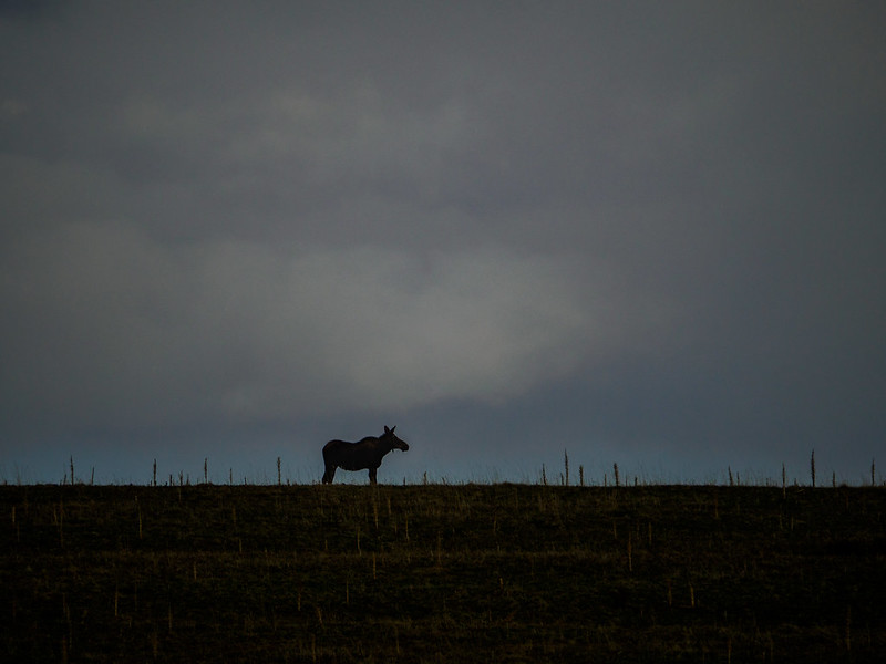 Moose on the horizon