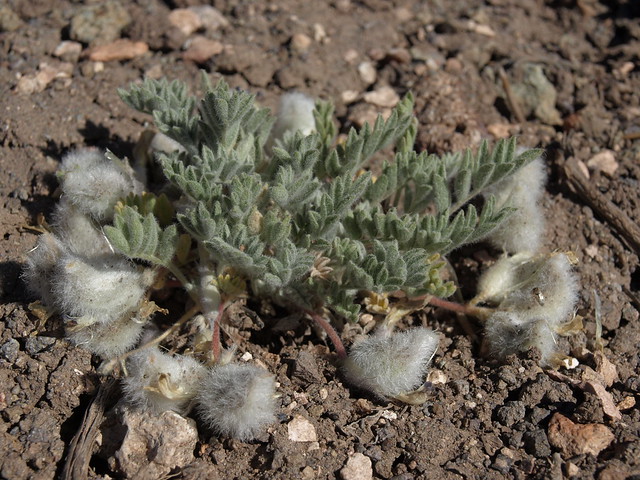 woollypod, Astragalus purshii var. tinctus