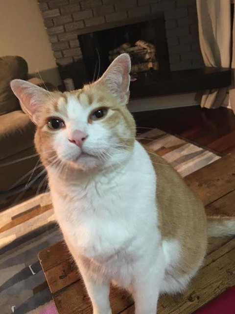 Lost cat in #Inglewood, orange & white approx 10 yrs old Pls watch share & RT to help find Hiro Please DM poster if seen or found YYC Pet Recovery shared a post. Lost in Inglewood, he responds to Hiro and is about 10 years old. Please DM if you have found