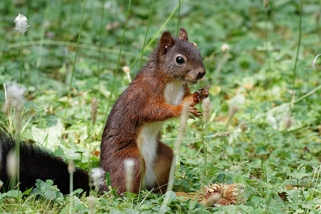 Eichhörnchen / Squirrel