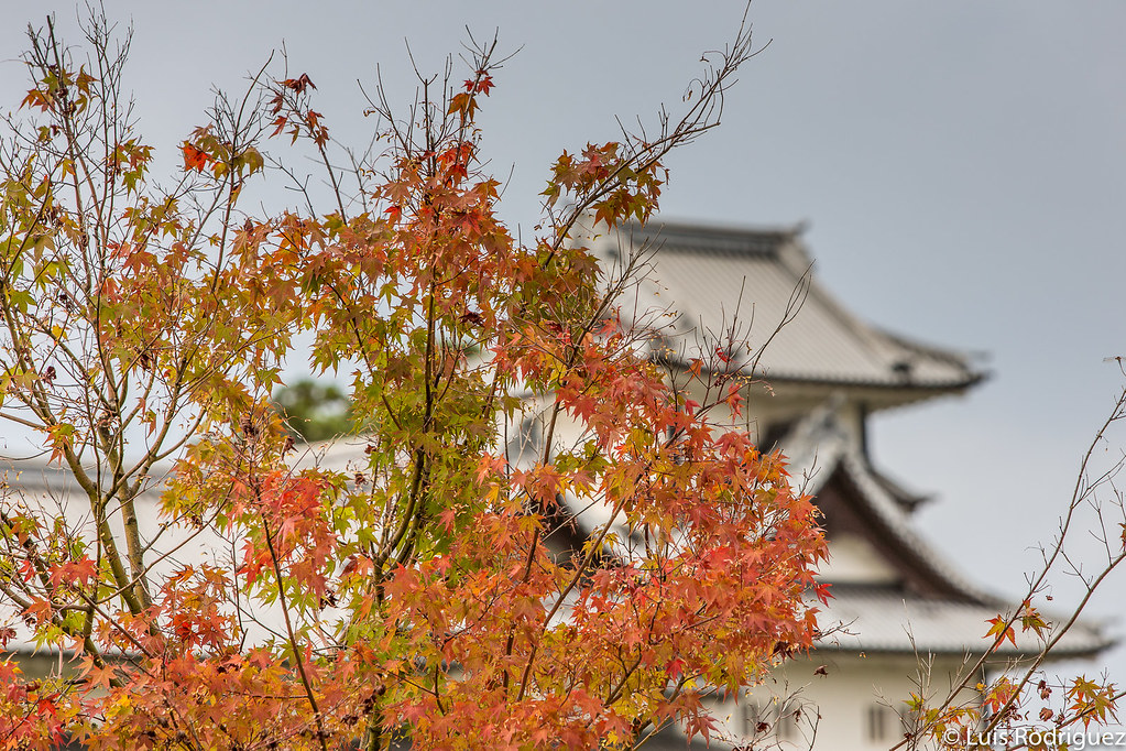 Hojas de oto&ntilde;o en el castillo de Kanazawa