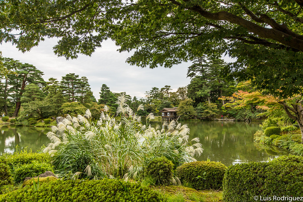 Arces, cerezos, pampas... vegetación variada en los jardines Kenrokuen de Kanazawa