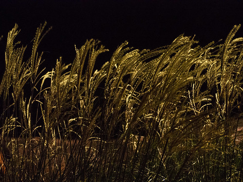 Reeds at night