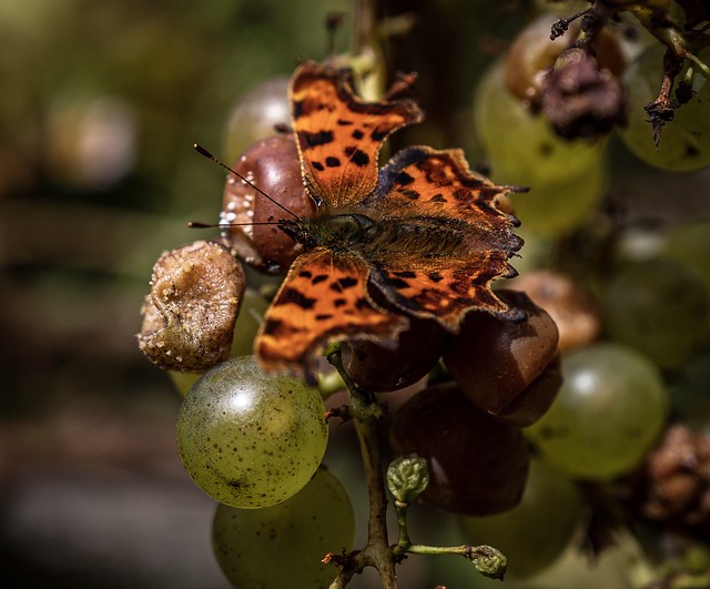 Butterfly and grapes