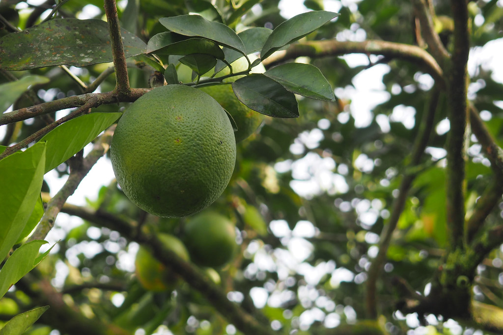 Many farmers in the area have citrus trees.