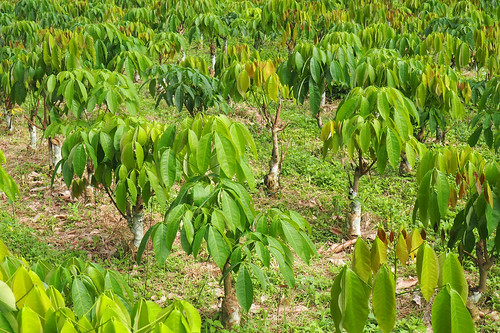 atiwa easternregion ghana rubber agriculture agroforestry agroforestrysystems commodities economicdevelopment economicimpact householdexpenditure householdincome income plantations socioeconomics gml