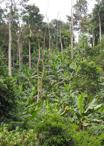 atewa atiwa easternregion ghana agriculture forests landscape tropicalforests gml