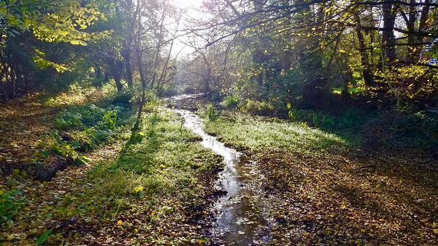River Bulbourne in Autumn