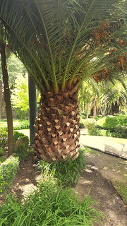 Puebla - Parque Paseo San Francisco palm