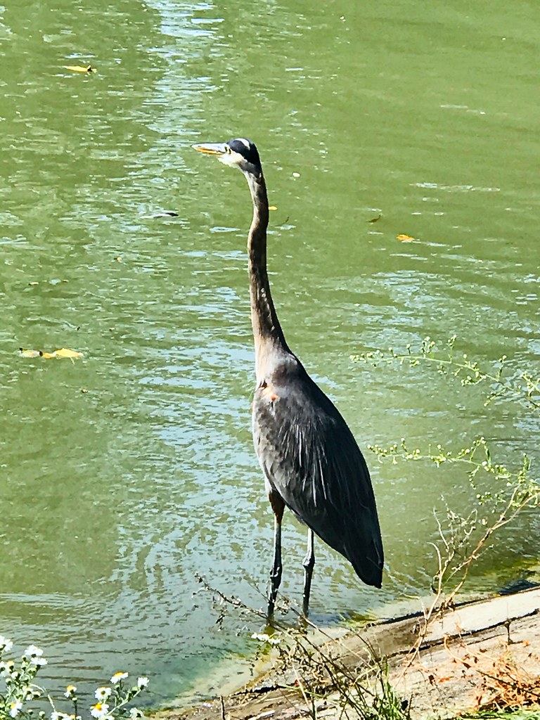 Blue Heron looking around Erie Canal
