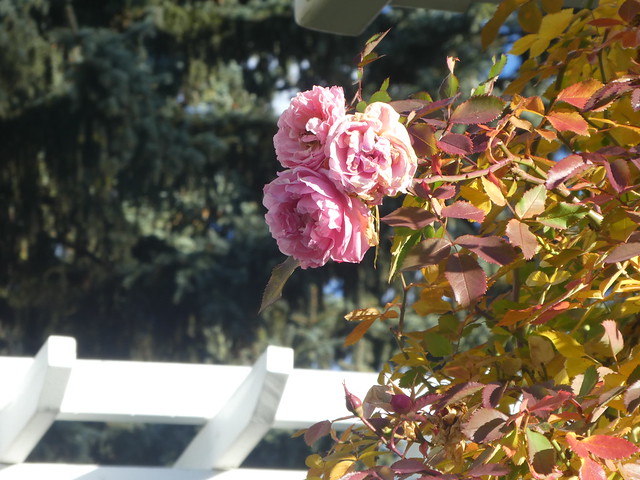 Day 3 - Dash to Spokane - Manito Park - Rose Garden - The last roses in the garden