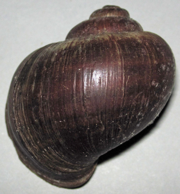 Pomacea sp. (apple snail shell) (eastern banks of the Suwannee River, Levy County, Florida, USA) 4