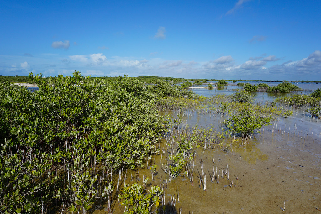 Restored mangrove area Ciénaga del Progreso.