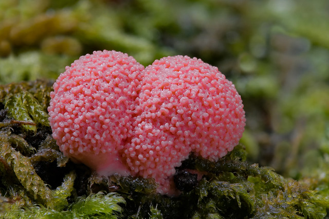 Lycogala apidendrum