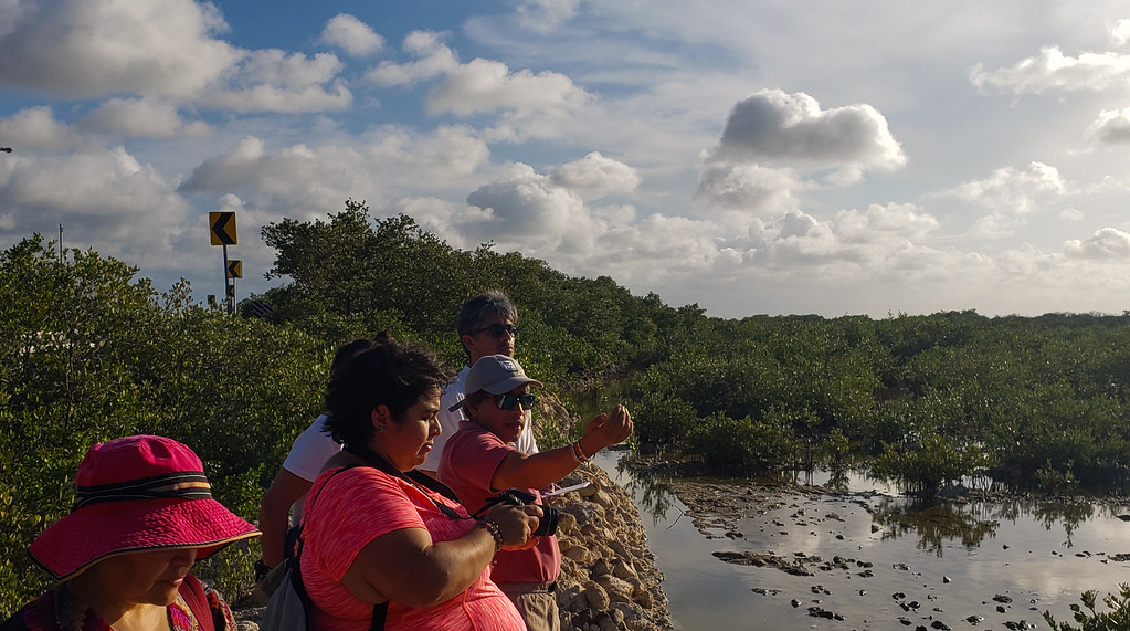 Dr. Jorge Herrera from public research center CINVESTAV explains mangrove restoration activities to 3 journalists from Mexico, Guatemala and Costa...