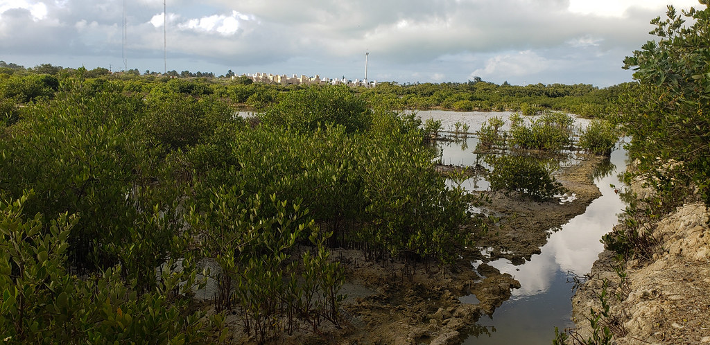 Researches explain to journalists that birds and fishes have already come back to this former degraded mangrove area, currently under...