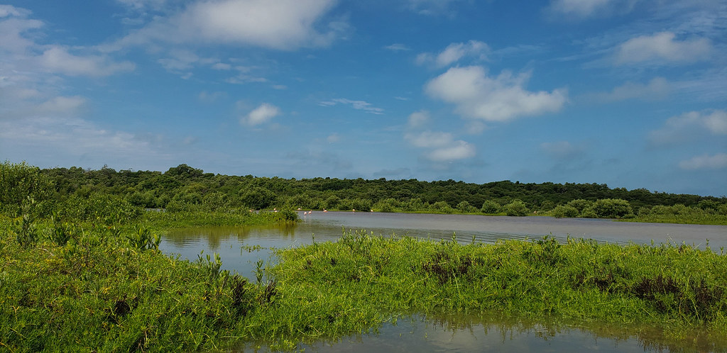 Flamingos and mangroves in Celestún reserve.