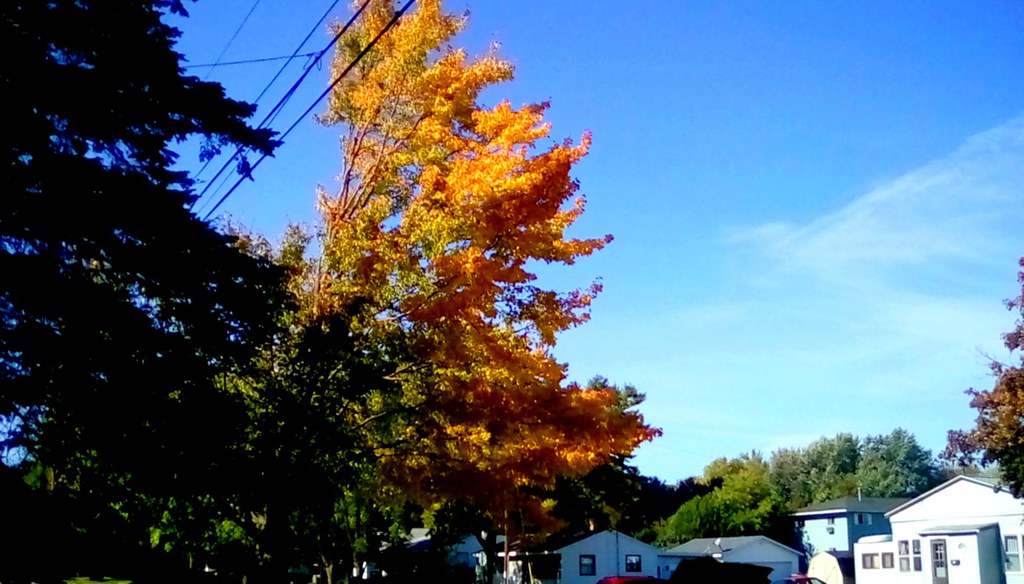 Autumn tree - TMT Menominee Michigan