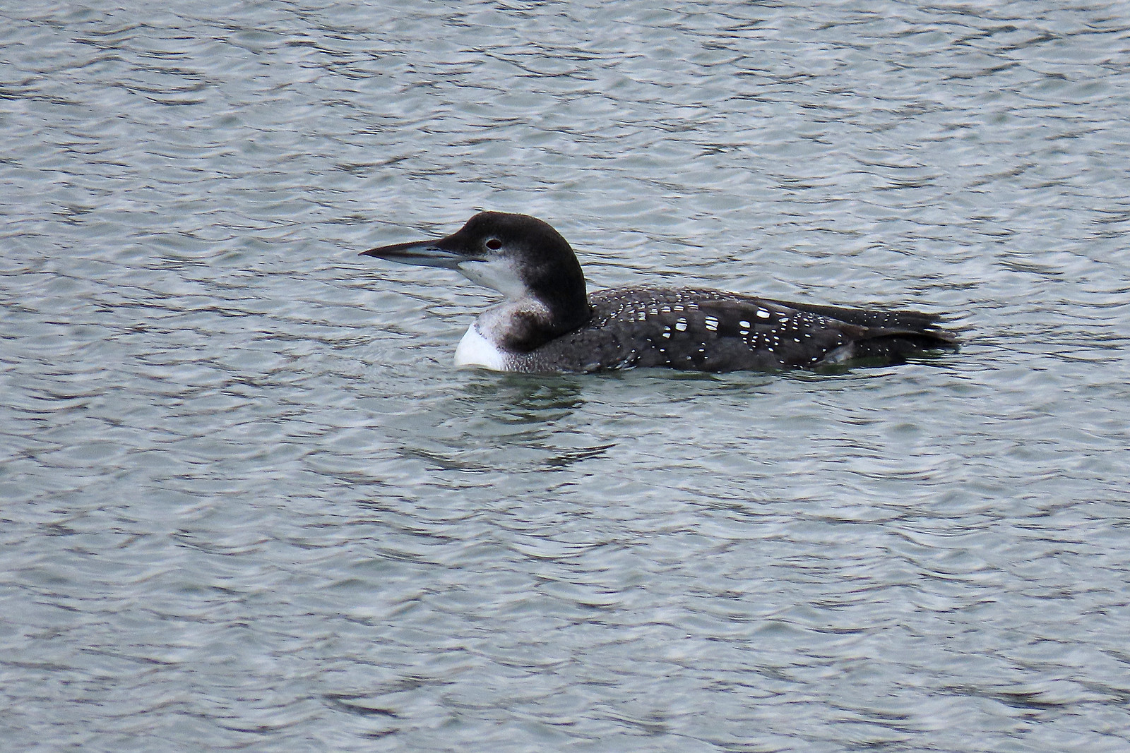 Great Northern Diver - immer