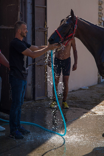 Pferd trinkt Wasser direkt aus dem Schlauch